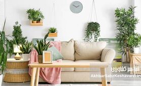 اهمیت استفاده از گیاهان در دکوراسیون داخلی