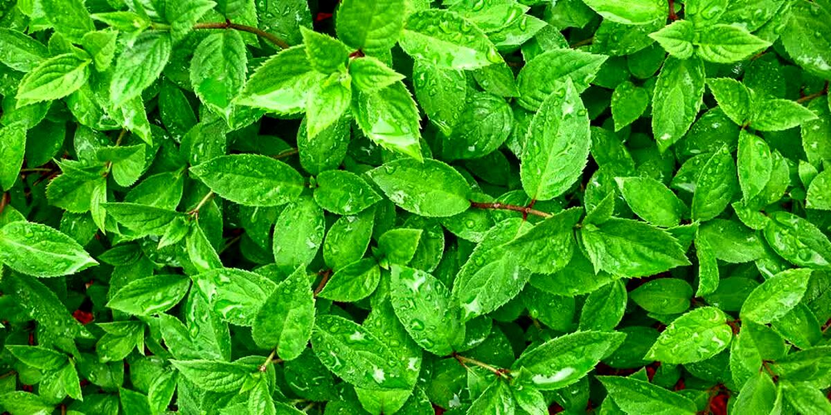 جزئیات خرید تضمینی، میزان تولید و قیمت هر کیلو چای خشک