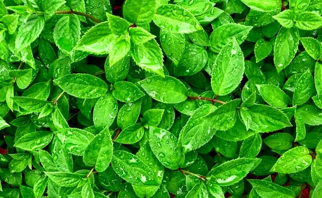 جزئیات خرید تضمینی، میزان تولید و قیمت هر کیلو چای خشک