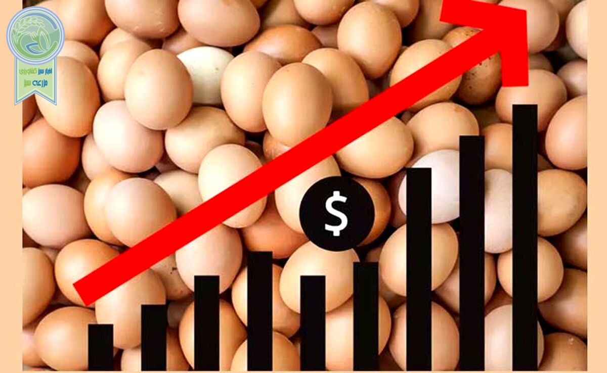 قیمت تخم مرغ 3 برابر شد!

