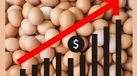 قیمت تخم مرغ 3 برابر شد!

