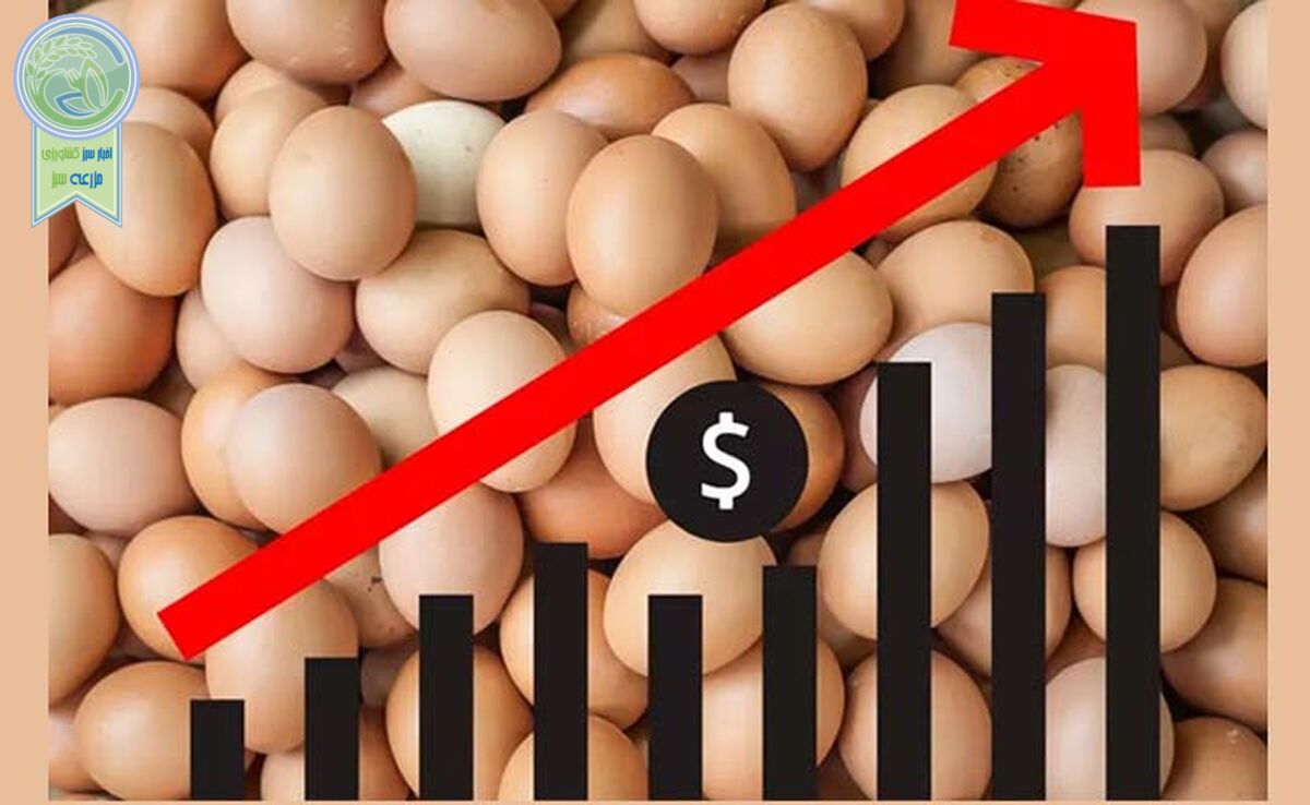 قیمت تخم مرغ 3 برابر شد!

