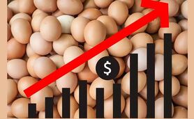 قیمت تخم مرغ 3 برابر شد!

