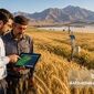 گندم و فناوری‌های نوین؛ دو ستون راهبردی امنیت غذایی ایران