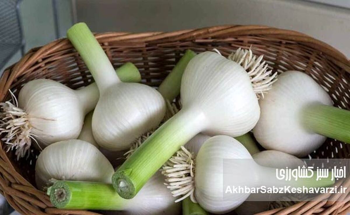 راز نگهداری سیر تازه؛ اشتباهی که خواصش را از بین می‌برد

