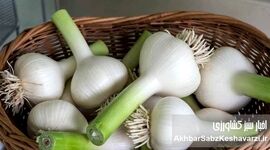 راز نگهداری سیر تازه؛ اشتباهی که خواصش را از بین می‌برد

