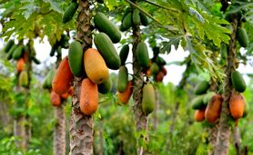 تصاویری از پرورش میوه استوایی پاپایا برای نخستین‌بار در دزفول+ ویدئو

