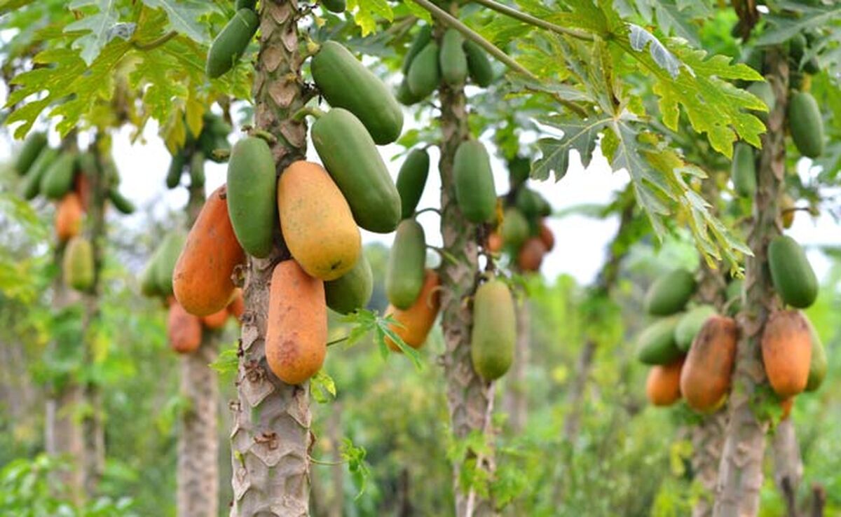 تصاویری از پرورش میوه استوایی پاپایا برای نخستین‌بار در دزفول+ ویدئو

