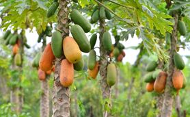 تصاویری از پرورش میوه استوایی پاپایا برای نخستین‌بار در دزفول+ ویدئو


