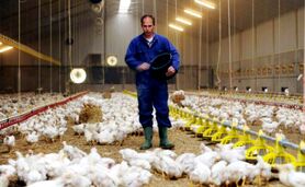 افزایش ۲۰ درصدی هزینه مرغداران با قطع برق


