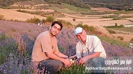 کشت اسطوخودوس: تحول آفرینی جوان آزادشهری در اراضی شیبدار گلستان+ ویدئو