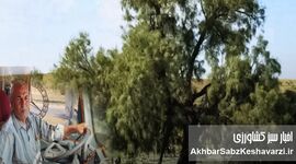 عبدالله یوسفی؛ راننده‌ای که ۸۵ هزار هکتار بیابان زرین‌دشت را به جنگل گز شاهی تبدیل کرد