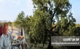 عبدالله یوسفی؛ راننده‌ای که ۸۵ هزار هکتار بیابان زرین‌دشت را به جنگل گز شاهی تبدیل کرد