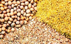 قیمت نهاده های دامی و محصولات کشاورزی ۱۵ آبان ۱۴۰۳+ جدول
