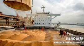 انفجار در کمین بازار نهاده‌ها/ گره ارزی دولت بازار را فلج کرد