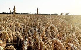 تعیین قیمت جدید گندم


