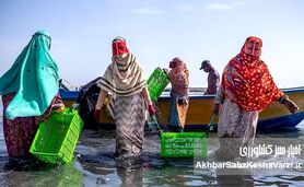 تمرکززدایی از پایانه‌های صادراتی میگو؛ استراتژی بقای اقتصاد شیلاتی در شرایط بحران