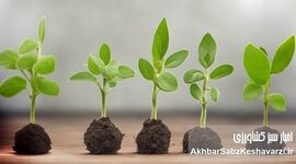 چرا بعضی گیاهان وقتی ما خوابیم، بهتر رشد می‌کنند؟
