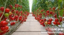 از هر قطره آب، هزاران دانه امید؛ رکورد تولید گوجه‌فرنگی گلخانه‌ای در گنبدکاووس