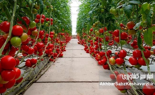 از هر قطره آب، هزاران دانه امید؛ رکورد تولید گوجه‌فرنگی گلخانه‌ای در گنبدکاووس