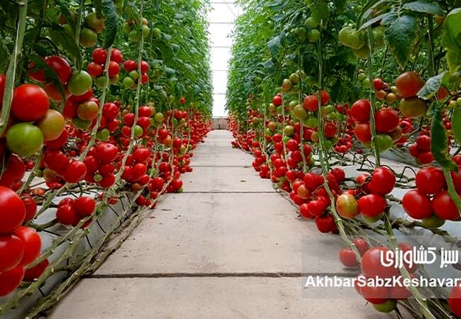 از هر قطره آب، هزاران دانه امید؛ رکورد تولید گوجه‌فرنگی گلخانه‌ای در گنبدکاووس