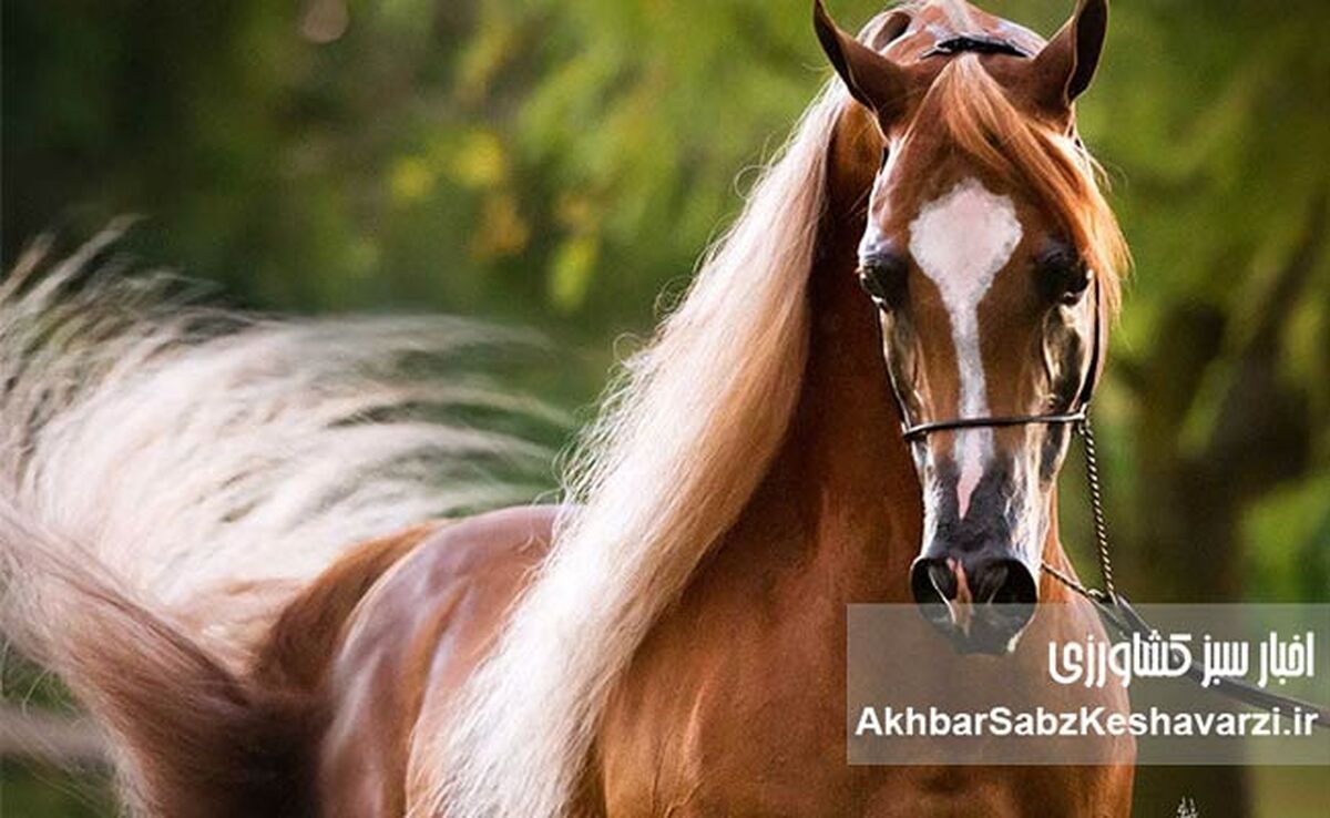 قیمت نجومی اسب: چرا قیمت اسب‌ها اینقدر متفاوت است؟