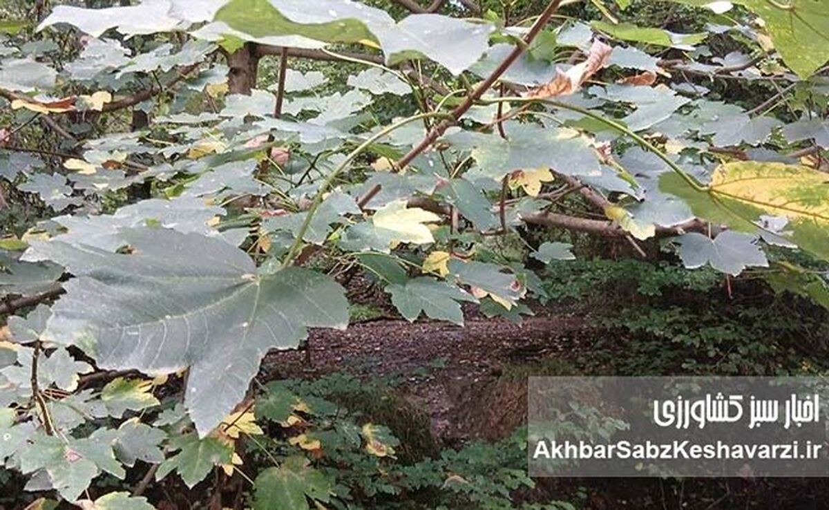 وقتی جنگل سیلاب نمی‌سازد، اما رودخانه زنده است!+ویدئو

