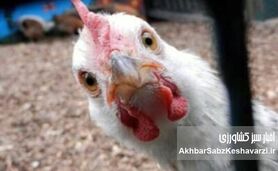 بررسی علمی و دامپزشکی ادعای «مصرف تریاک در مرغداری‌ها برای افزایش وزن مرغ‌ها»