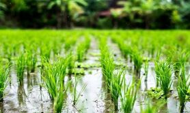 برنامه‌ریزی برای جایگزینی ارقام پرمحصول برنج و تولید آرد و نان کامل

