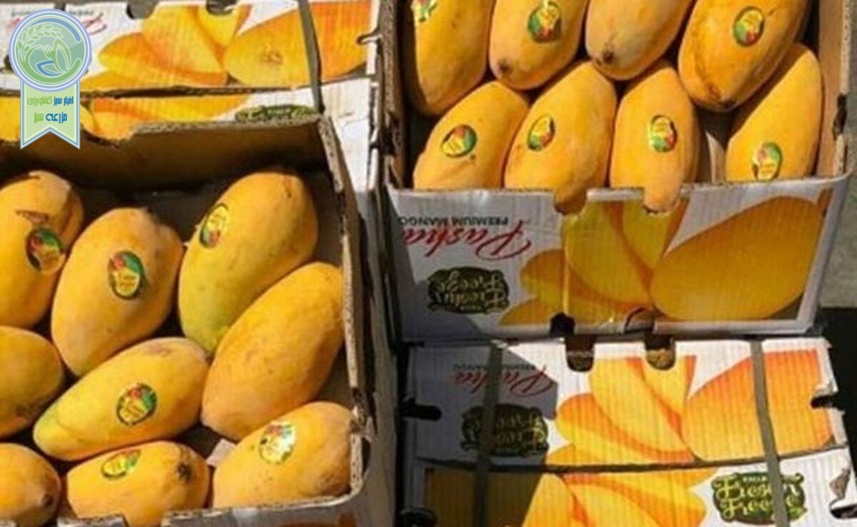 واردات غیرمتعارف انبه به ایران

