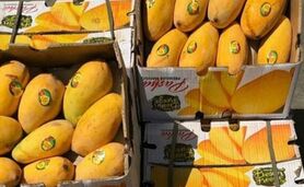 واردات غیرمتعارف انبه به ایران

