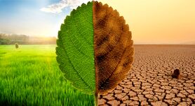 اقدامات مرتبط با تجارت مرتبط با پایداری زیست محیطی کشاورزی