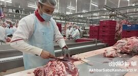 آرامش در بازار دام و گوشت؛ پیش‌بینی ثبات قیمت‌ها
