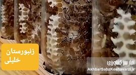 گفت‌وگوی اختصاصی با رضا خلیلی، زنبوردار خوش‌فکر در مسیر نوآوری؛ از عسل شیشه‌ای تا تولید پرگا+ویدئو