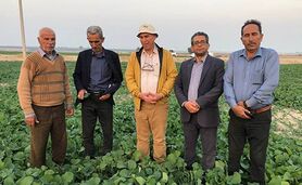 بقایای گیاهی؛ گنج پنهان کشاورزی+ ویدئو

