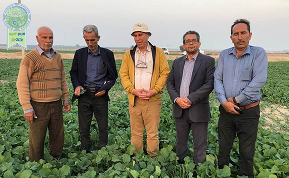 بقایای گیاهی؛ گنج پنهان کشاورزی+ ویدئو


