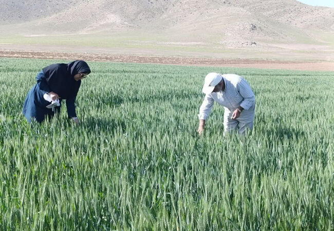 پایش زودهنگام آفات غلات خسارت مزارع را کاهش می‌دهد
