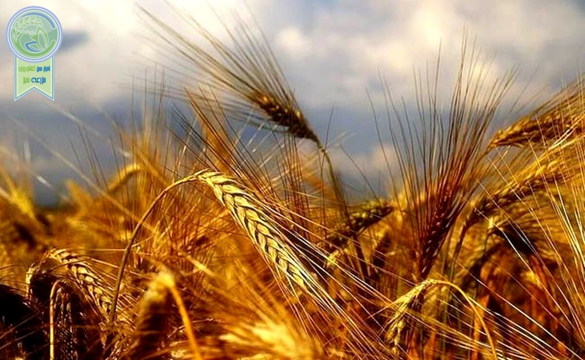 آخرین جزئیات درباره خرید تضمینی گندم

