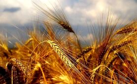 آخرین جزئیات درباره خرید تضمینی گندم


