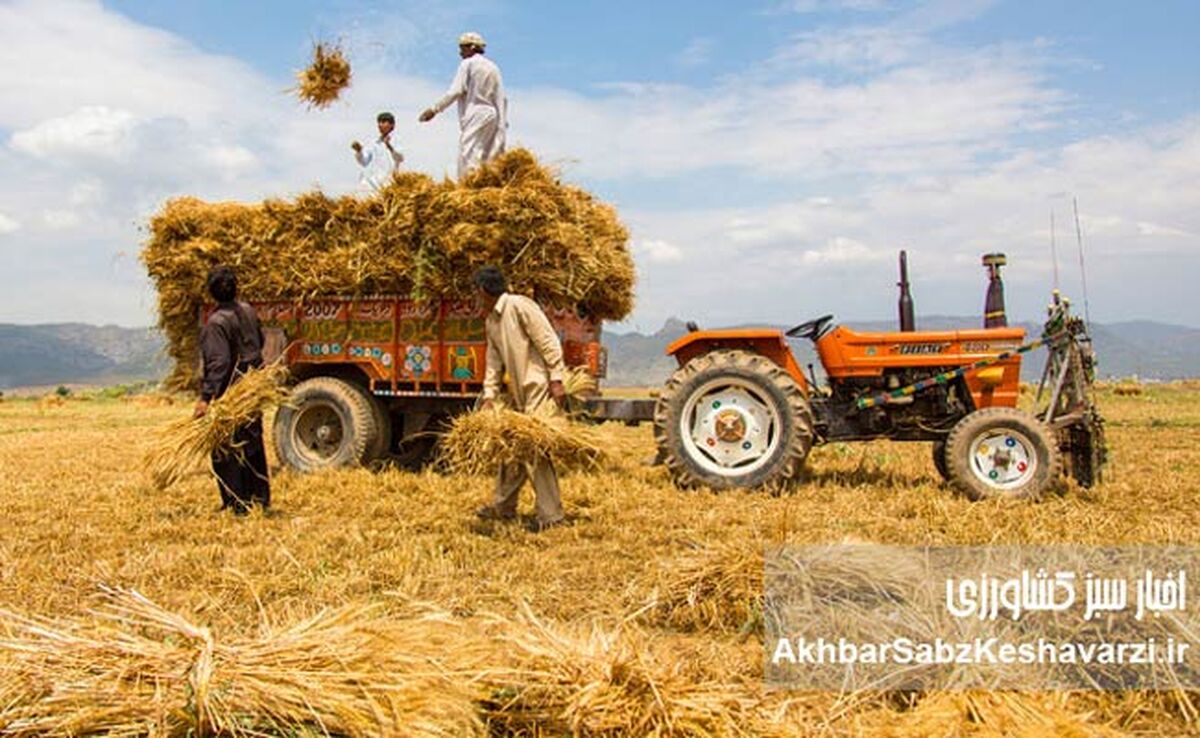 باز هم وعده، باز هم هفته بعد؛ گندمکاران طلبکار و دولت خوش‌حساب روی کاغذ!