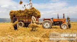 باز هم وعده، باز هم هفته بعد؛ گندمکاران طلبکار و دولت خوش‌حساب روی کاغذ!