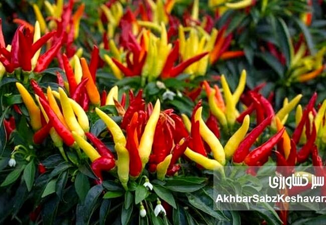 آموزش کاشت فلفل قرمز در گلدان