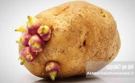 با سیب‌زمینی‌های جوانه‌زده چه کنیم؟