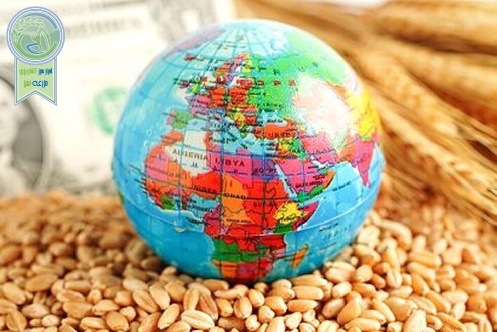 زنگ خطر در بازار جهانی ذرت؛ کسری نزدیک به ۳۰ میلیون تن در راه است