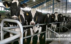 هشدار سازمان FAO به کشورهای خاور نزدیک و اوراسیای غربی درباره خطر گسترش تب برفکی سروتیپ SAT1