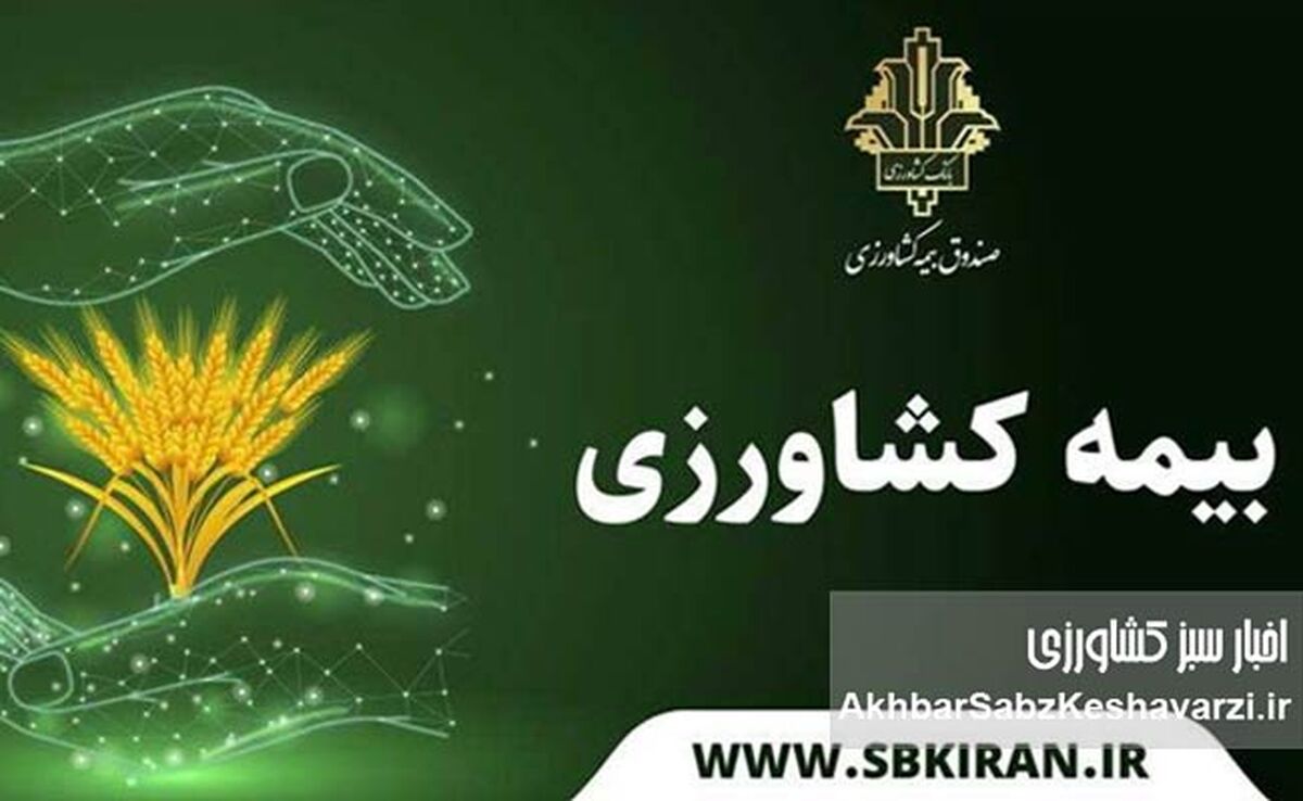 دولت از گندمکاران حمایت می‌کند؛ حق بیمه گندم به‌طور کامل پرداخت می‌شود