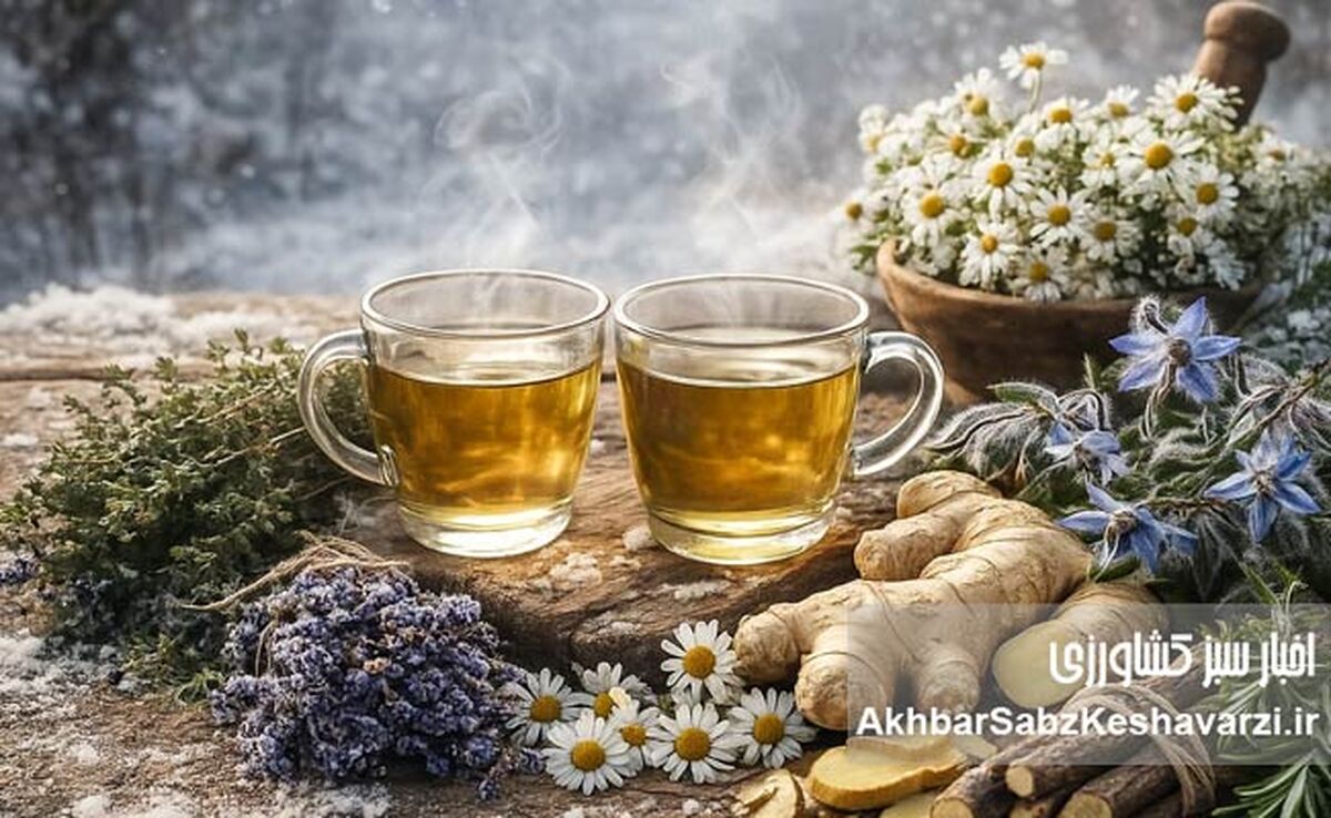 گیاهانی که در زمستان به داد بدن انسان می‌رسند