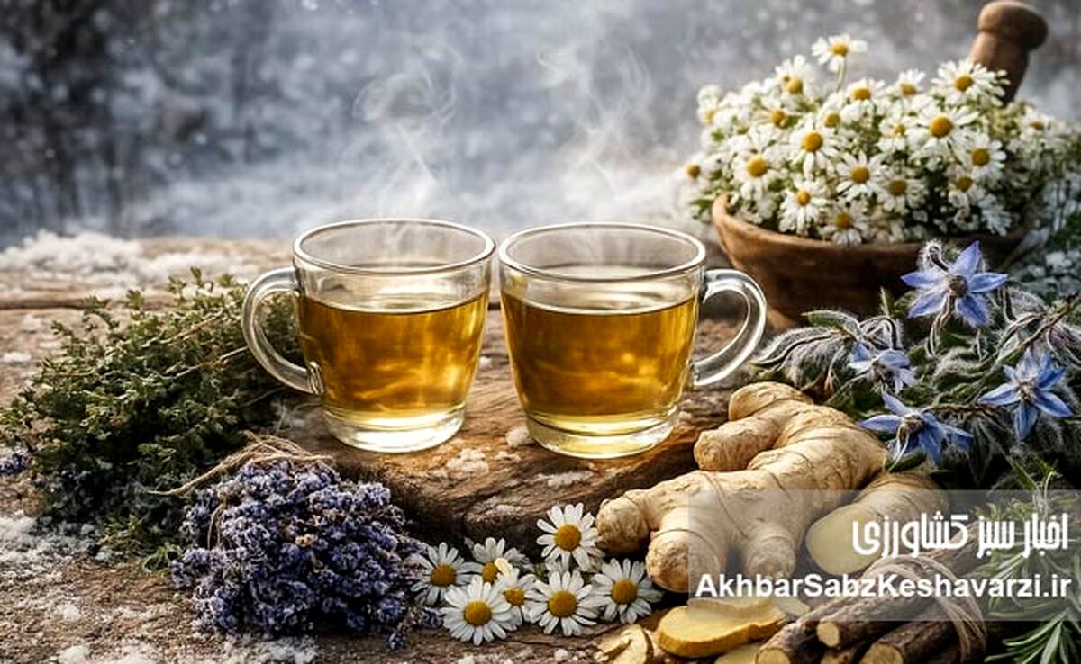 گیاهانی که در زمستان به داد بدن انسان می‌رسند
