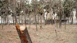 ۸۸۰۰ درخت خشک یا آفت زده در چیتگر

