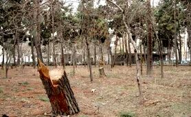 ۸۸۰۰ درخت خشک یا آفت زده در چیتگر

